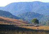 Hogback Mountain and the lonely tree