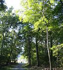 Tall trees towering over the Gooney Manor Loop