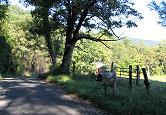 The infamous Presley mailbox at the Greasy-Gooney 10K's halfway point