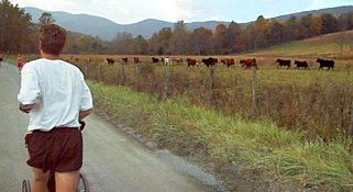 Cows running across a field ahead of Chris Northrup in the first mile of the Greasy-Gooney 10K